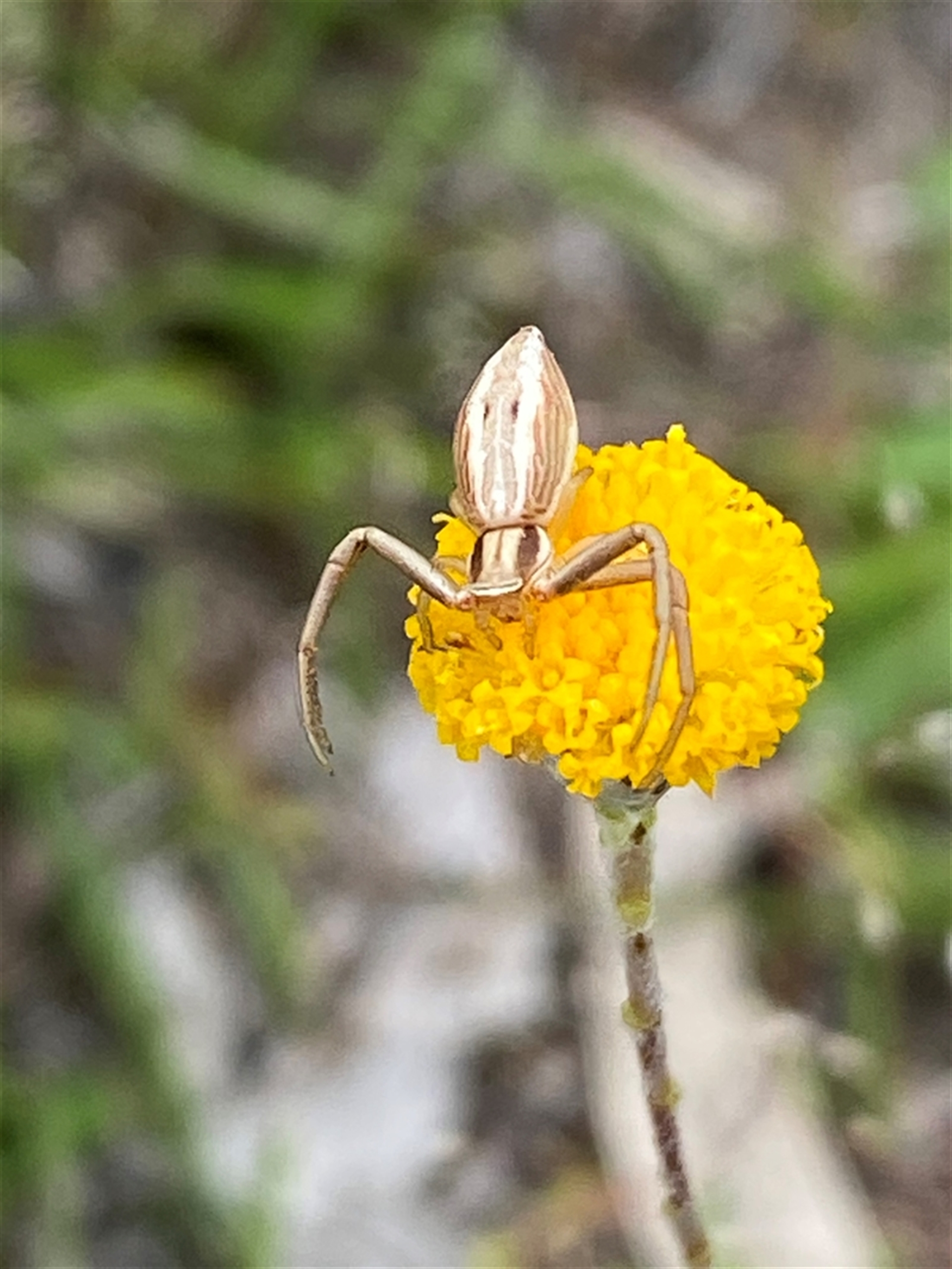 Runcinia insecta at Casey, ACT - suppressed