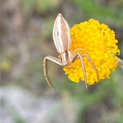 Runcinia insecta at Casey, ACT - suppressed