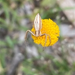 Runcinia insecta at Casey, ACT - suppressed