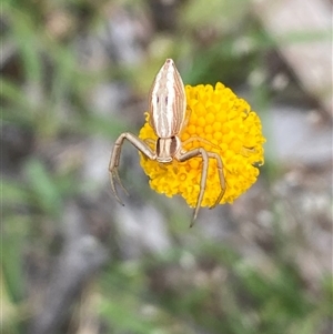 Runcinia insecta at Casey, ACT - suppressed