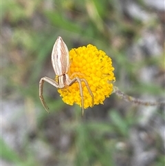 Runcinia insecta at Casey, ACT - suppressed