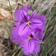 Thysanotus tuberosus subsp. tuberosus (Common Fringe-lily) at Casey, ACT - 3 Nov 2025 by SteveBorkowskis