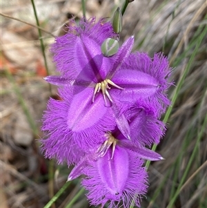 Thysanotus (Genus) by SteveBorkowskis