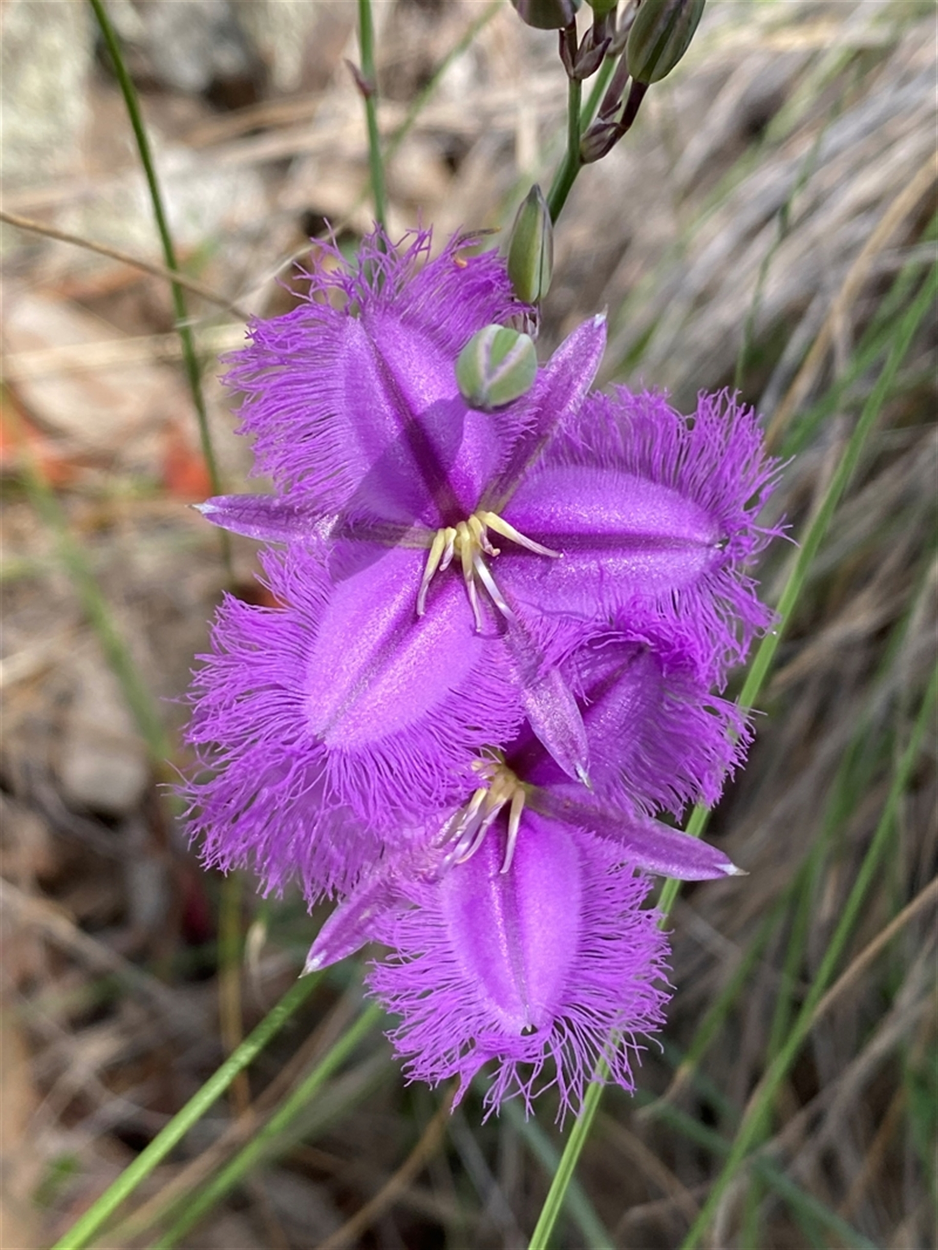 Thysanotus tuberosus subsp. tuberosus at Casey, ACT - suppressed