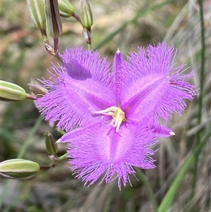 Thysanotus tuberosus subsp. tuberosus at Casey, ACT - suppressed