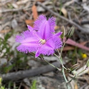 Thysanotus tuberosus subsp. tuberosus at Casey, ACT - suppressed
