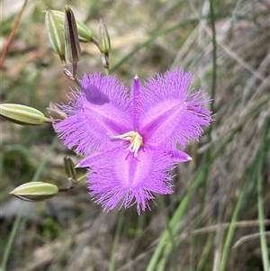 Thysanotus tuberosus subsp. tuberosus at Casey, ACT - suppressed