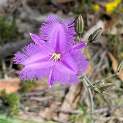 Thysanotus tuberosus subsp. tuberosus at Casey, ACT - suppressed
