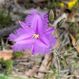 Thysanotus tuberosus subsp. tuberosus at Casey, ACT - suppressed