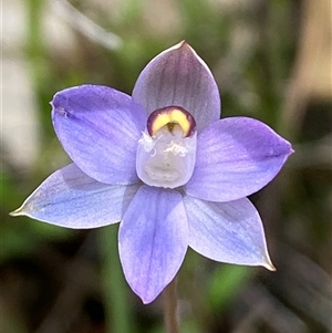 Thelymitra (genus) by SteveBorkowskis
