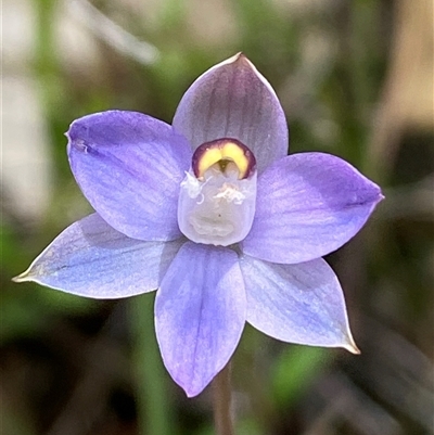 Thelymitra peniculata (Blue Star Sun-orchid) at Casey, ACT - 3 Nov 2025 by SteveBorkowskis