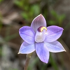 Thelymitra peniculata at Casey, ACT - suppressed