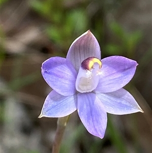 Thelymitra peniculata at Casey, ACT - suppressed