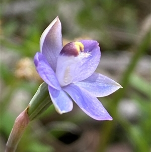 Thelymitra peniculata at Casey, ACT - suppressed