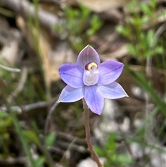 Thelymitra peniculata at Casey, ACT - suppressed