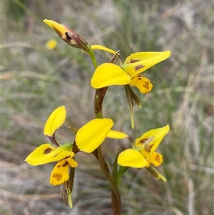 Diuris sulphurea at Casey, ACT - suppressed