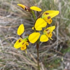 Diuris sulphurea at Casey, ACT - suppressed