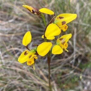 Diuris sulphurea at Casey, ACT - suppressed
