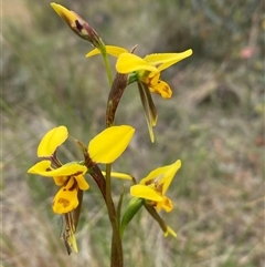 Diuris sulphurea at Casey, ACT - suppressed