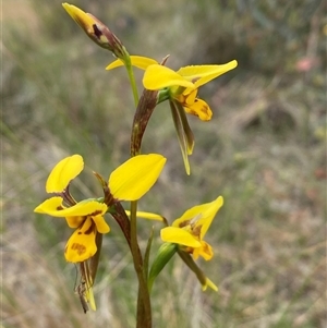 Diuris sulphurea at Casey, ACT - suppressed