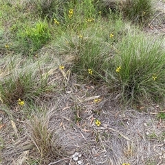Diuris sulphurea at Casey, ACT - suppressed