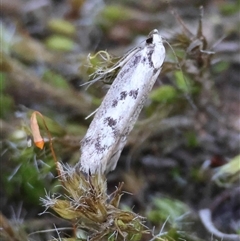 Eusemocosma pruinosa (Philobota Group Concealer Moth) at Hughes, ACT - 31 Oct 2025 by LisaH