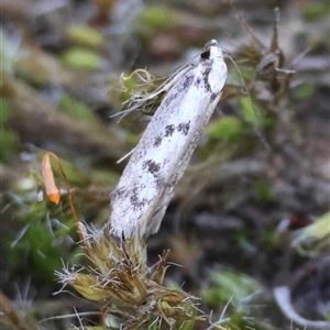 Eusemocosma pruinosa at Hughes, ACT - 31 Oct 2025 by LisaH