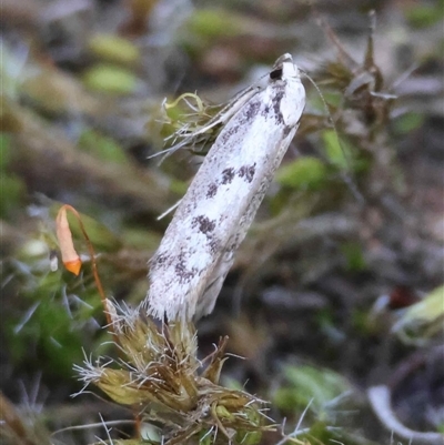 Eusemocosma pruinosa (Philobota Group Concealer Moth) at Hughes, ACT - 31 Oct 2025 by LisaH
