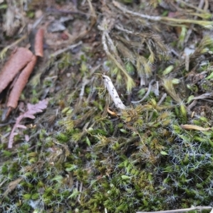 Eusemocosma pruinosa at Hughes, ACT - 31 Oct 2025 06:26 PM