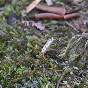 Eusemocosma pruinosa at Hughes, ACT - 31 Oct 2025 06:26 PM