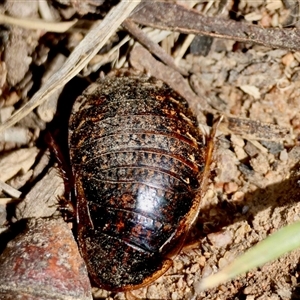 Unverified Cockroach (Blattodea, several families) at Hughes, ACT - 30 Oct 2025 by LisaH