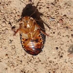 Calolampra sp. (genus) at Hughes, ACT - 30 Oct 2025 10:38 AM