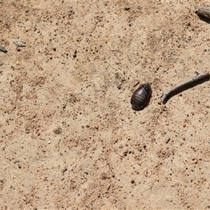 Calolampra sp. (genus) at Hughes, ACT - 30 Oct 2025 10:38 AM
