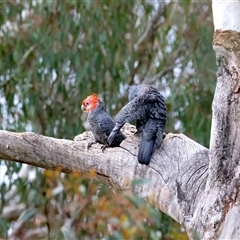 Callocephalon fimbriatum by jb2602