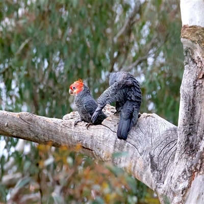 Callocephalon fimbriatum at  - suppressed by jb2602