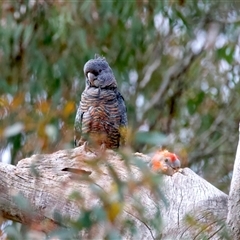 Unverified at suppressed - suppressed