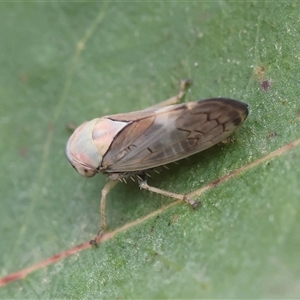 Brunotartessus fulvus at Mongarlowe, NSW - suppressed