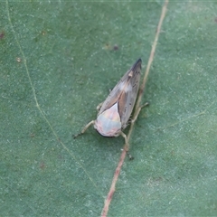 Brunotartessus fulvus at Mongarlowe, NSW - suppressed