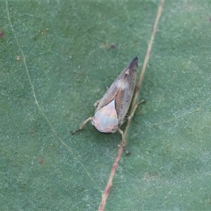 Brunotartessus fulvus at Mongarlowe, NSW - suppressed