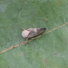 Brunotartessus fulvus at Mongarlowe, NSW - suppressed