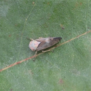 Brunotartessus fulvus at Mongarlowe, NSW - suppressed