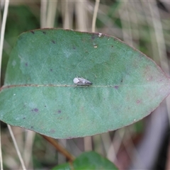 Brunotartessus fulvus at Mongarlowe, NSW - suppressed