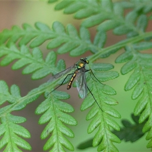 Unverified True fly (Diptera) by LisaH