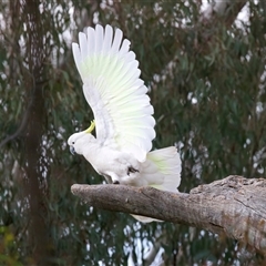 Callocephalon fimbriatum at Ainslie, ACT - suppressed