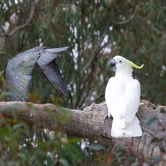 Unverified at suppressed - suppressed