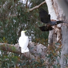 Callocephalon fimbriatum at Ainslie, ACT - suppressed