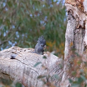 Callocephalon fimbriatum at Ainslie, ACT - suppressed
