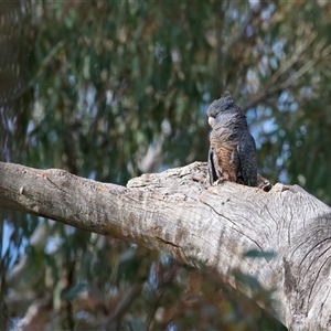 Callocephalon fimbriatum at Ainslie, ACT - suppressed