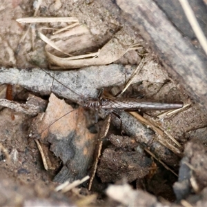 Plecoptera sp. (order) at Mongarlowe, NSW - suppressed