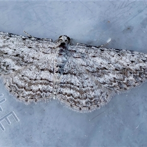 Phelotis cognata at Moruya, NSW - suppressed